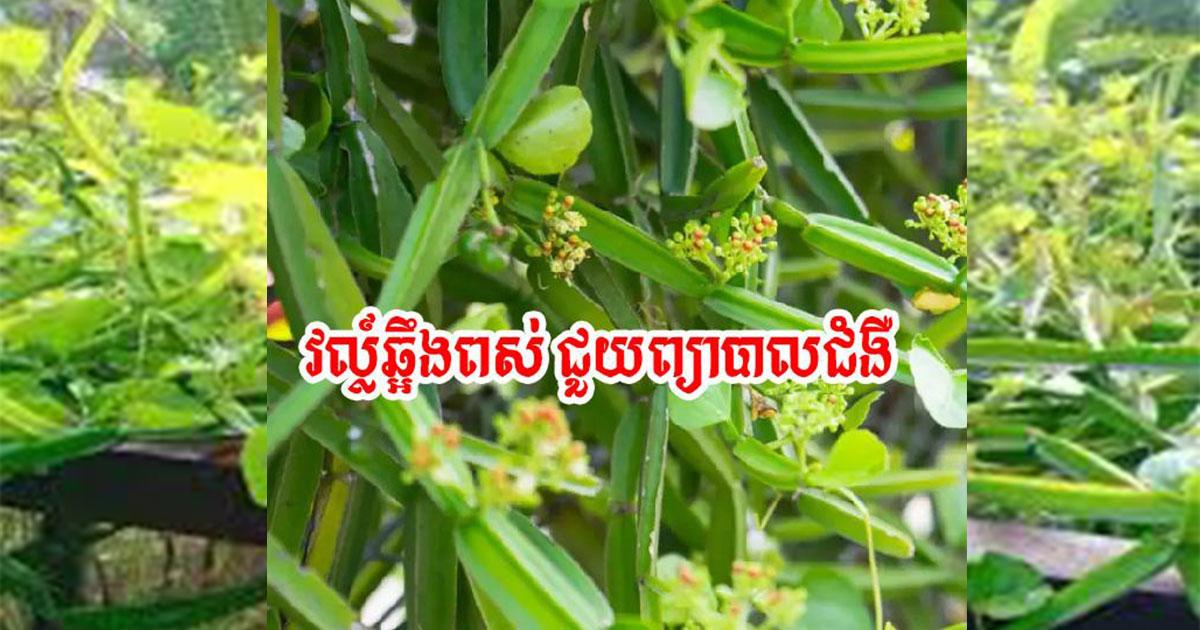សព្វគុណផ្នែកឱសថនៃដើមឆ្អឹងពស់