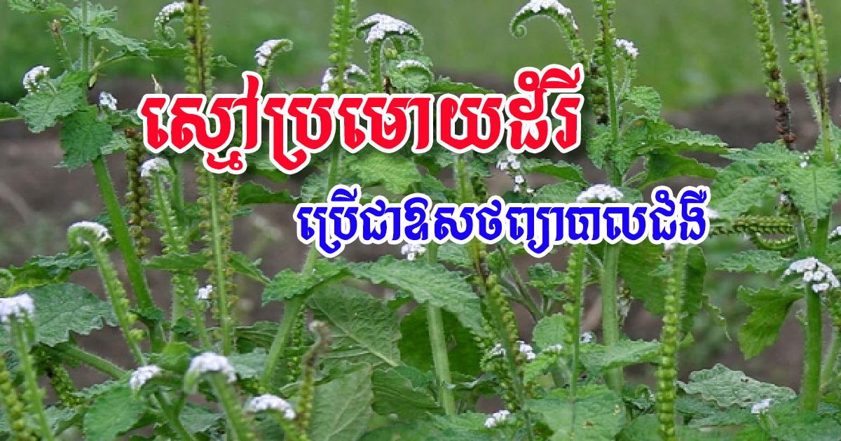 ការប្រើប្រាស់ស្មៅប្រមោយដំរីព្យាបាលជំងឺ