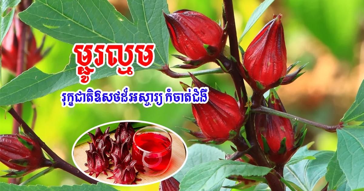 ម្ជូរល្មមក្រហម មានសមត្ថភាពខ្ពស់ជួយព្យាបាលជំងឺ