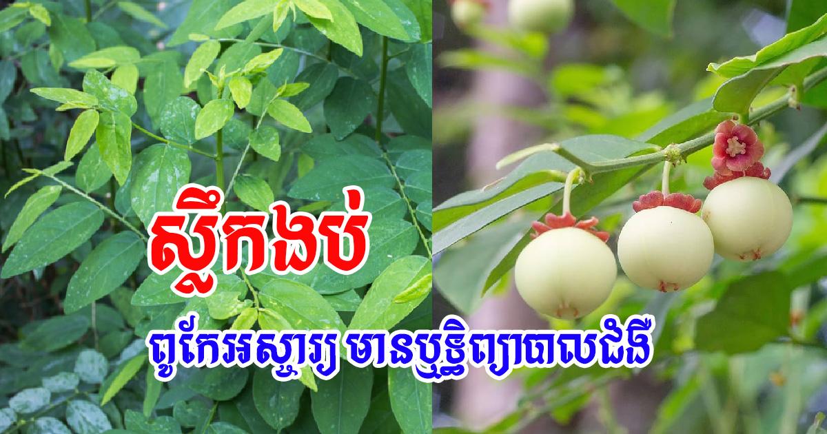 ស្លឹកងប់អស្ចារ្យ ព្យាបាលជំងឺបានច្រើមមុខ