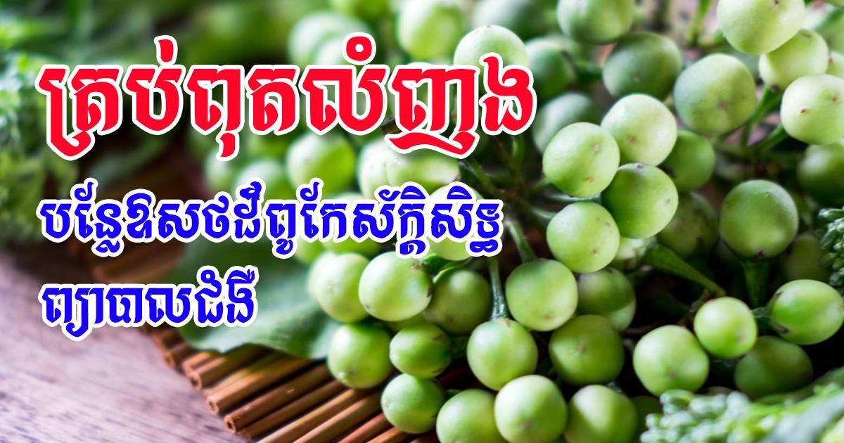 អត្ថប្រយោជន៍ផ្នែកឱសថនៃត្រប់ពុតលំញង
